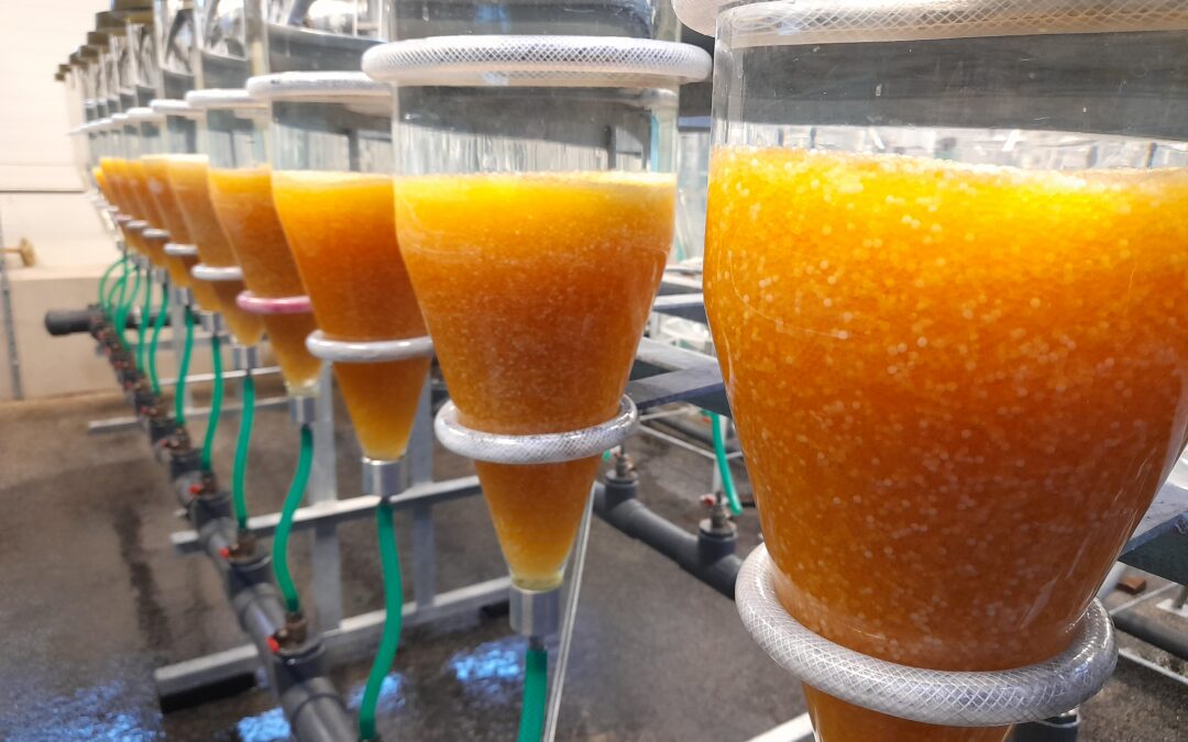 Zahájení výtěrové sezóny na rybí líhni